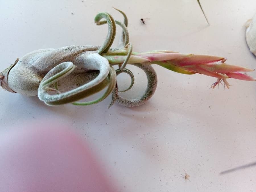 Tillandsia 4