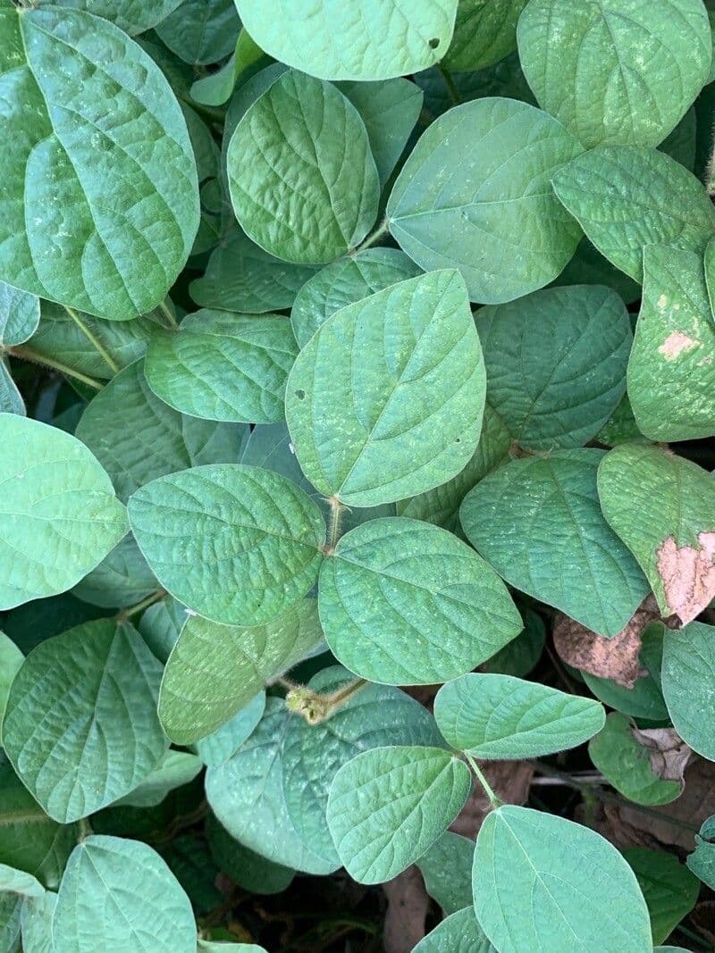 Calopogonium 19