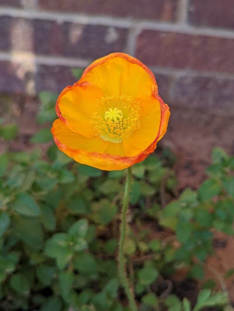 Wald-Scheinmohn 8