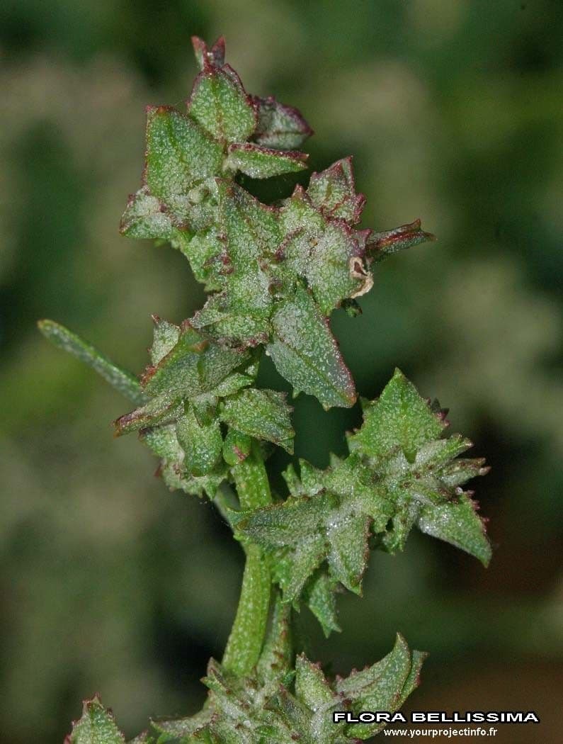 Atriplex glabriuscula 9