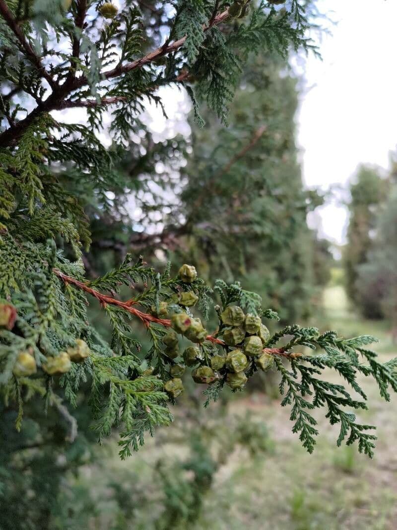 Atlantic white cypress 2