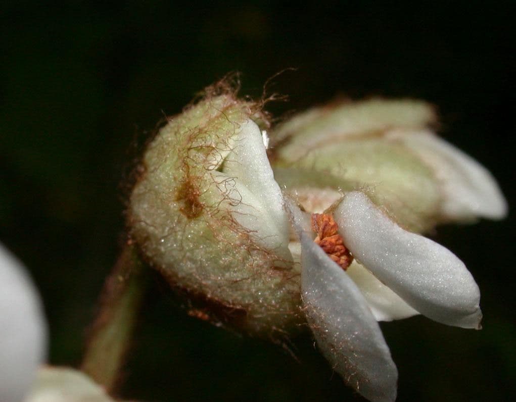 Begonia 4