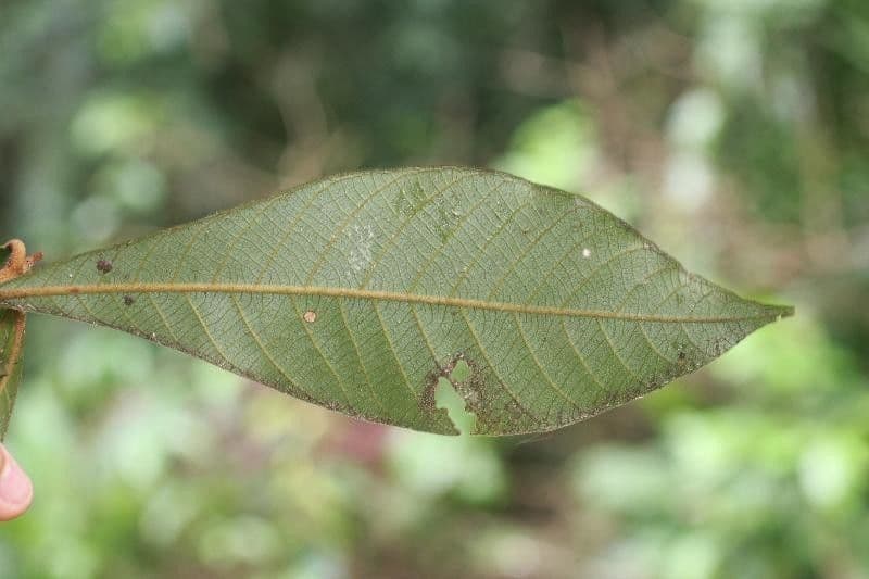 Ecclinusa 5