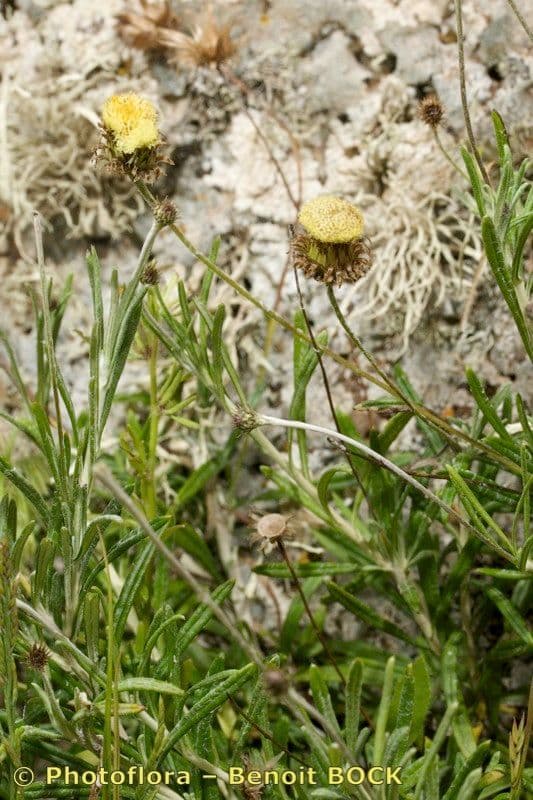 Felsen-Steinimmortelle 26
