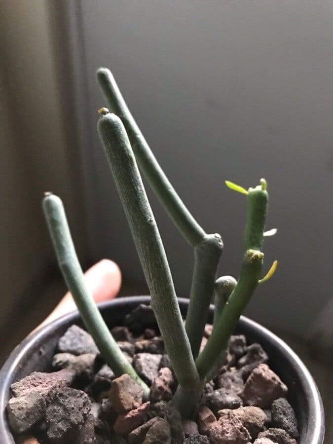 Ceropegia 6