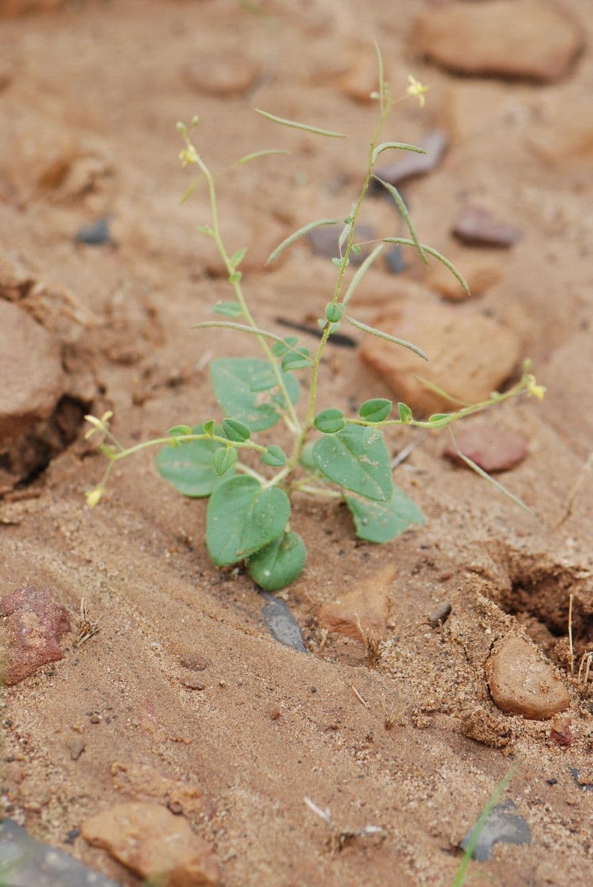 Cleome 8