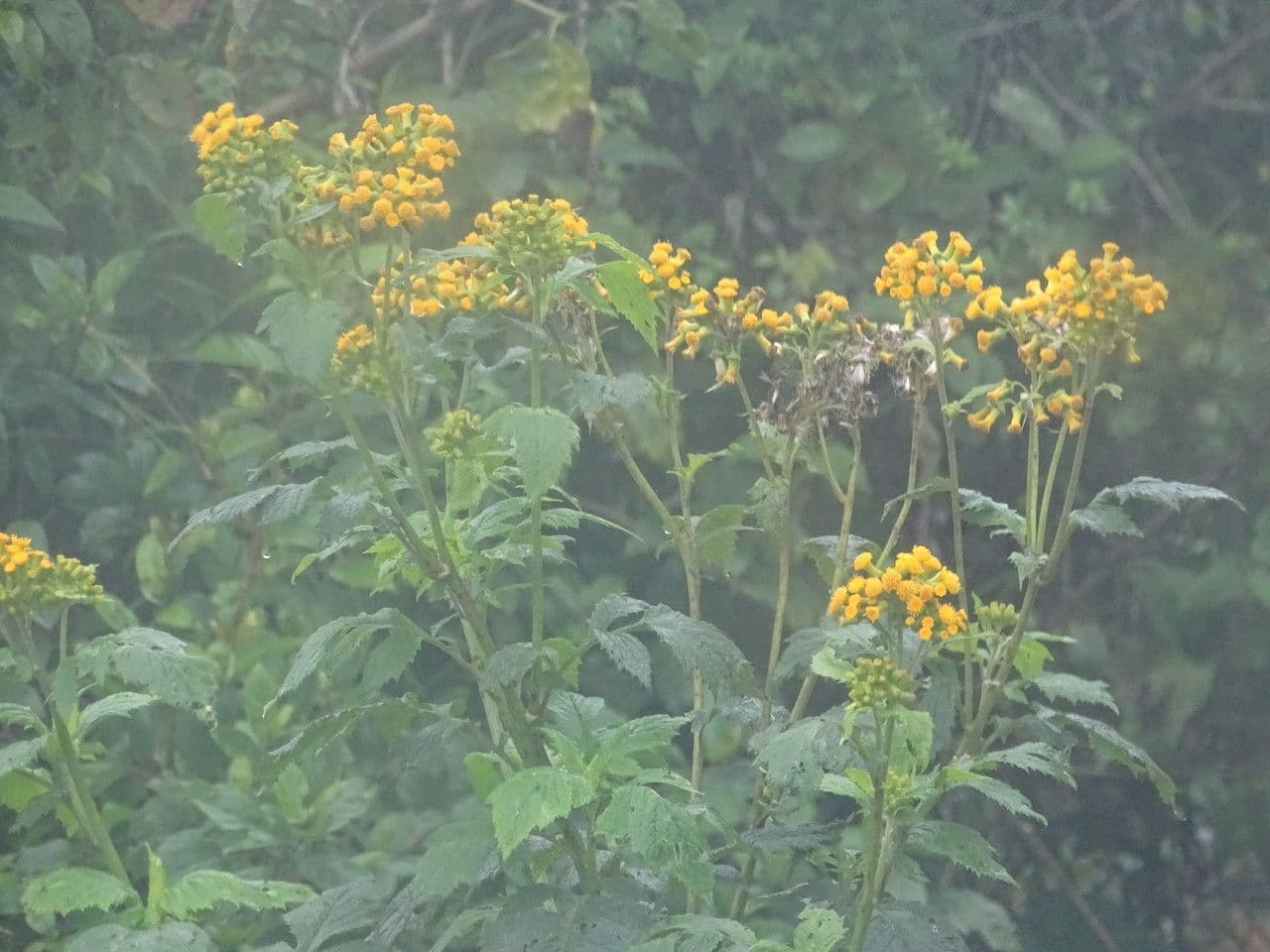 Senecione 3