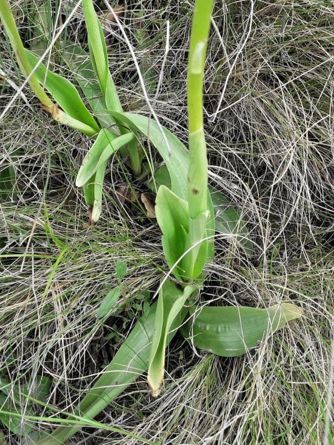 Orchide maggiore 20