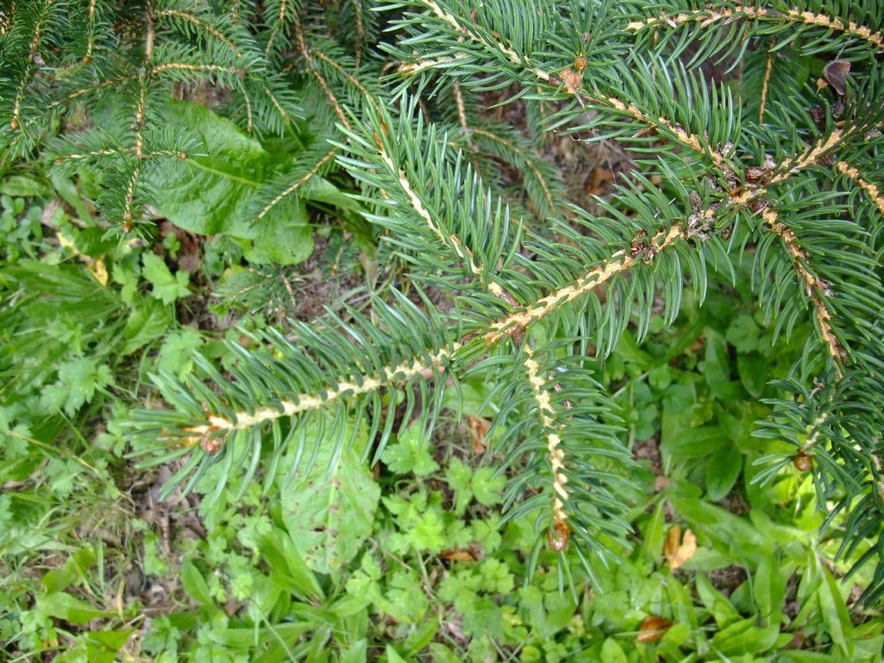 Abete torano