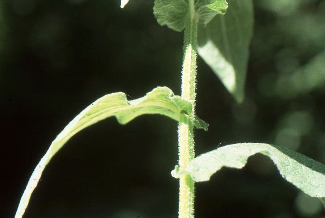 Doronicum austriacum 12