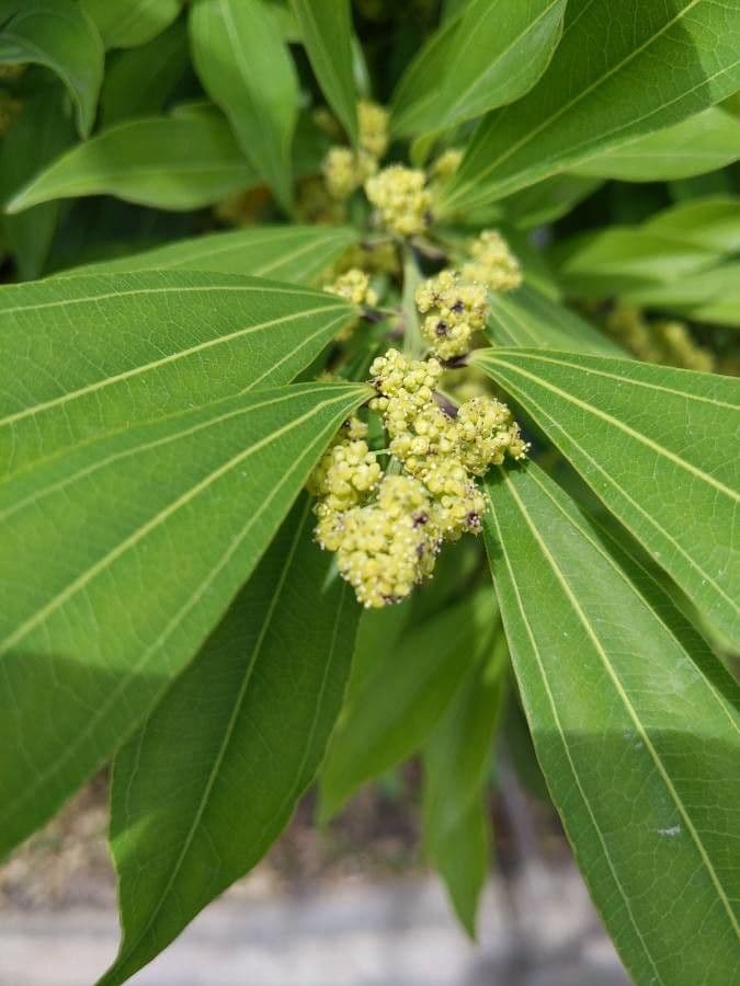 Cocculus 3