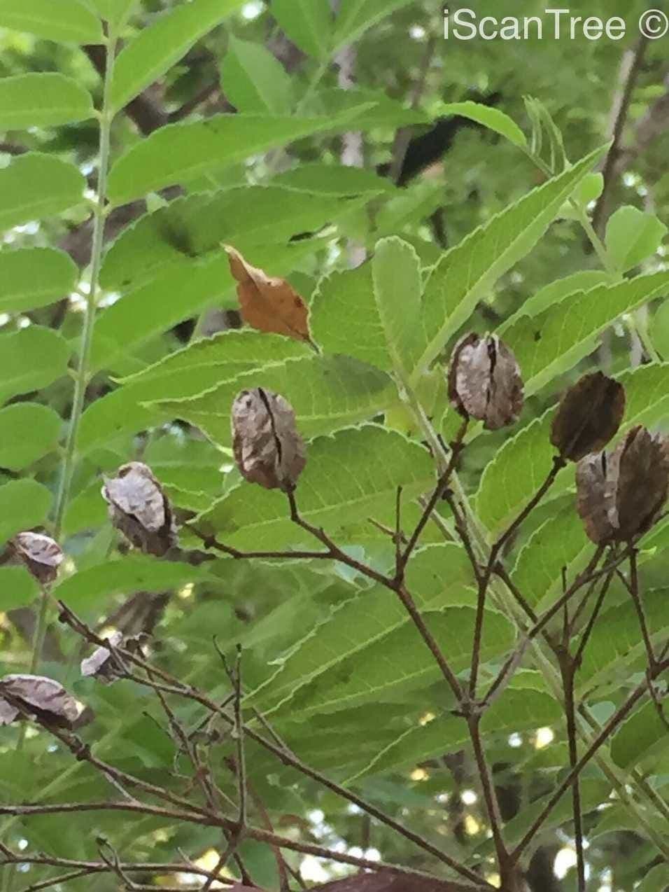 Seringa bianca 3
