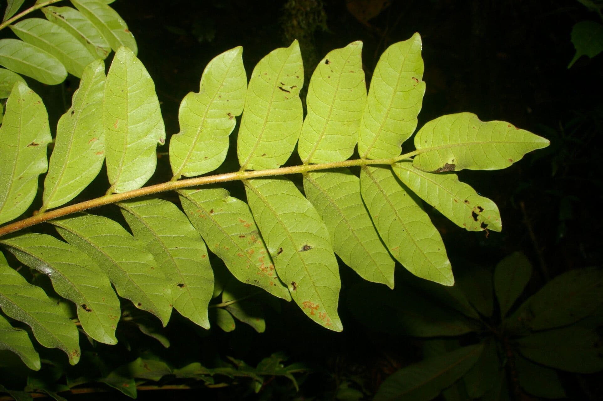 Mosquitoxylum 11
