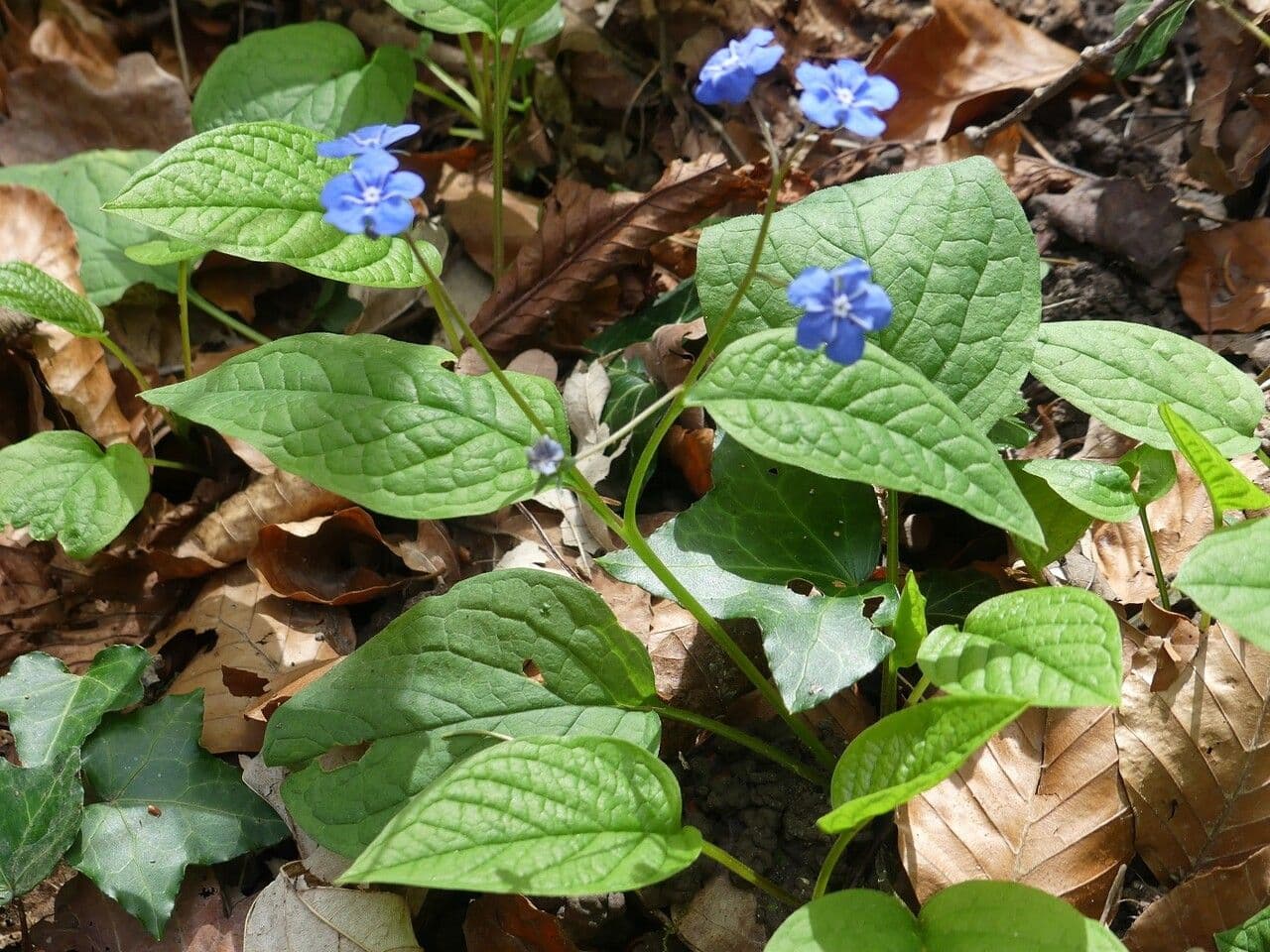 Omphalodes verna 23