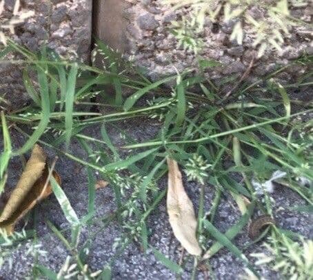Eragrostis di Barrelier 16