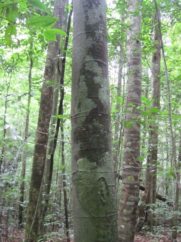 Leptobalanus