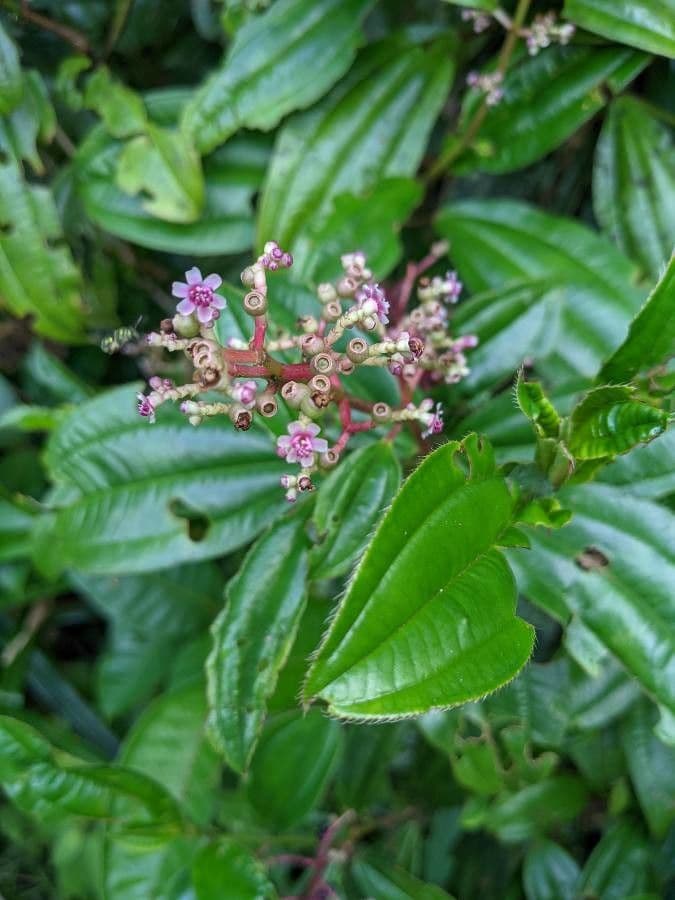 Miconia 9