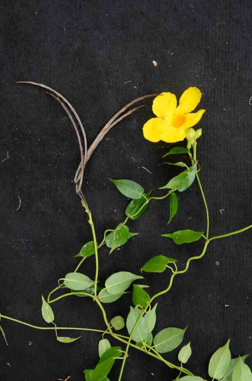 Mandevilla 5