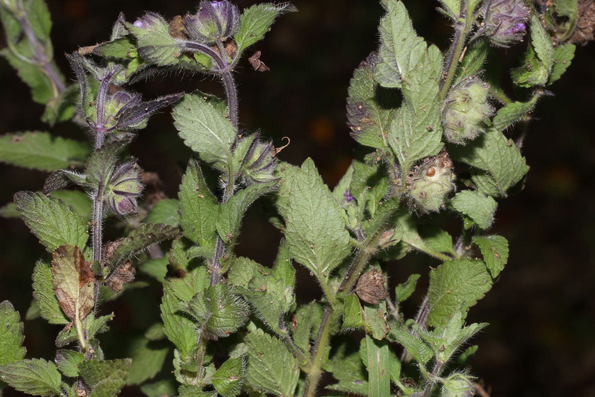 Marsypianthes 8