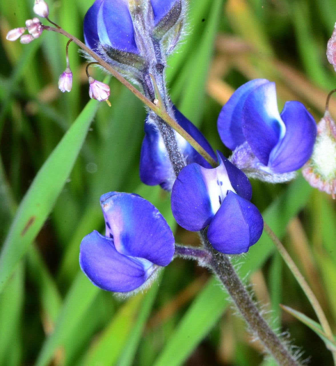 Lupinella bicolore 7
