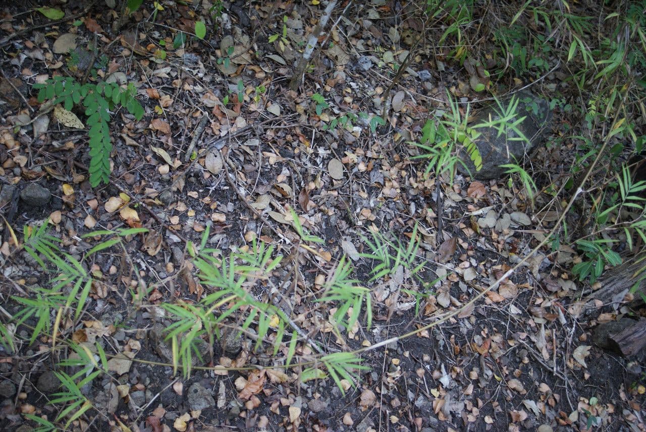 Breitbuschige Lasiacis 2