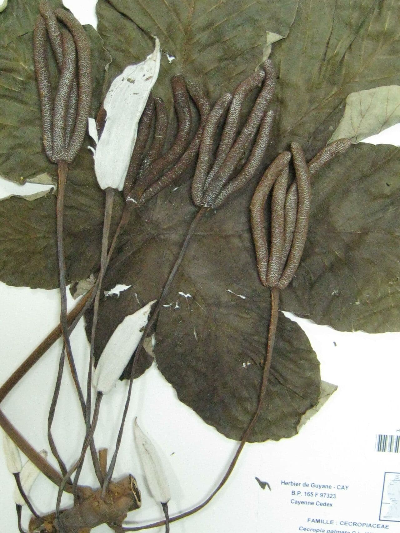 Albero serpente 14