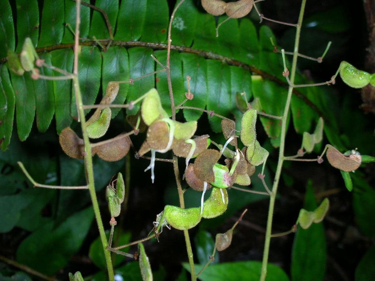 Desmodium 11