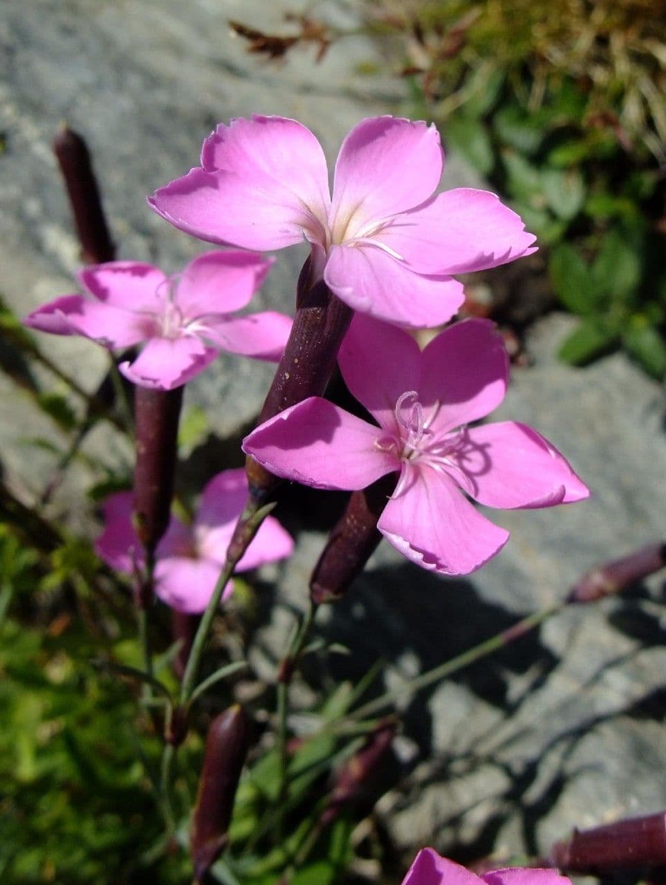 Garofano selvatico 5
