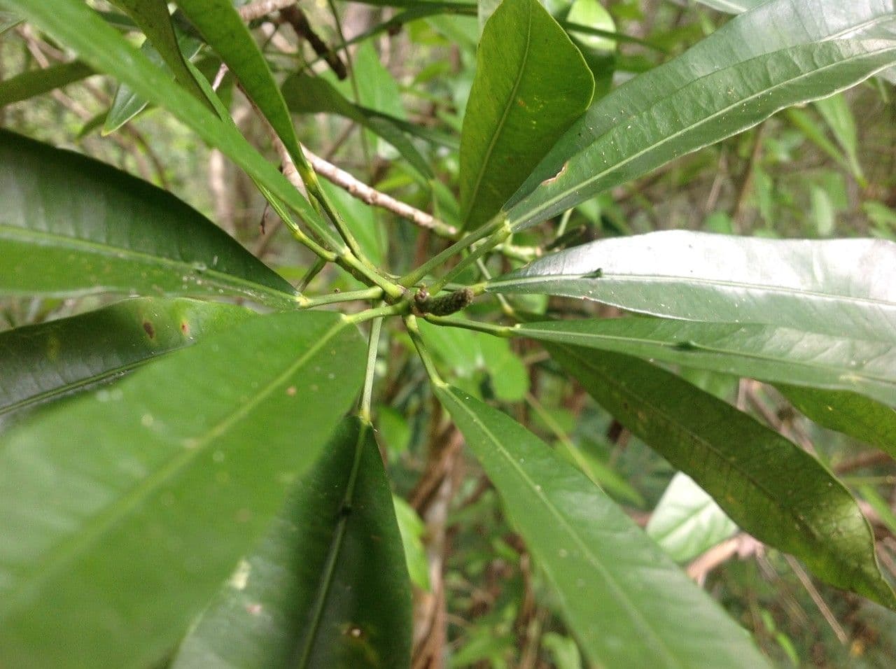 Codiaeum 12