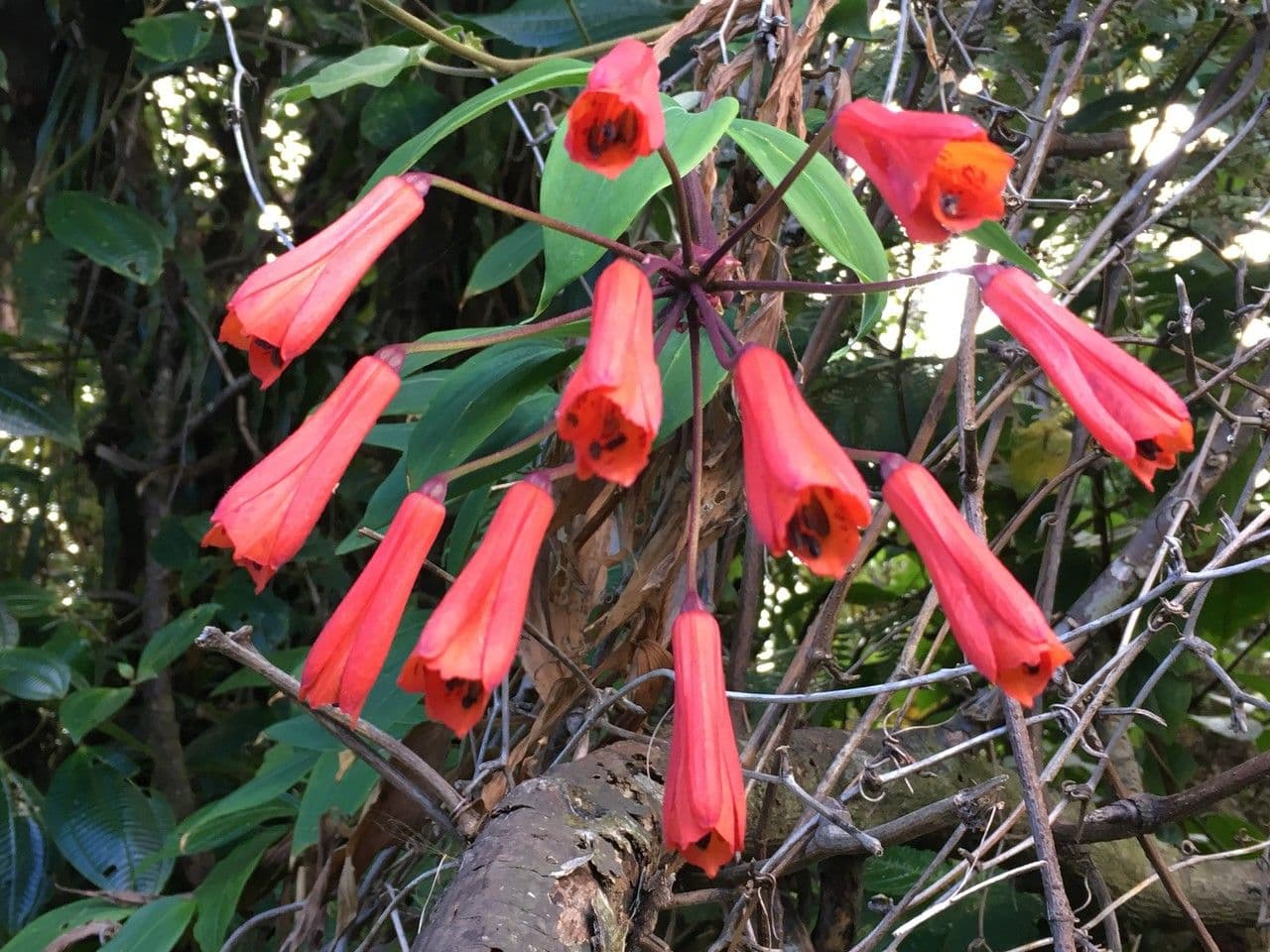 Bomarea 8