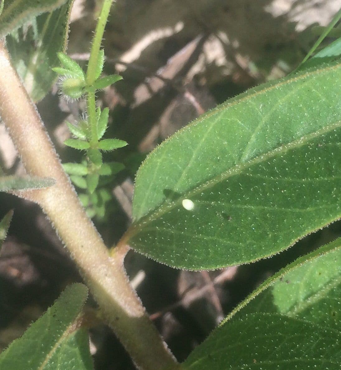Asclepias asperula 19