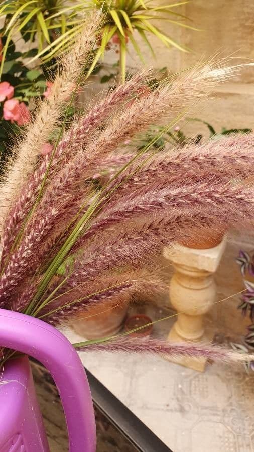 Tetrapogon 6