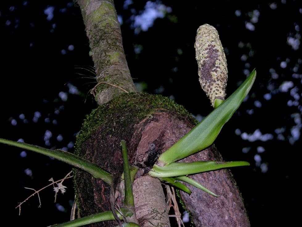 Monstera 7