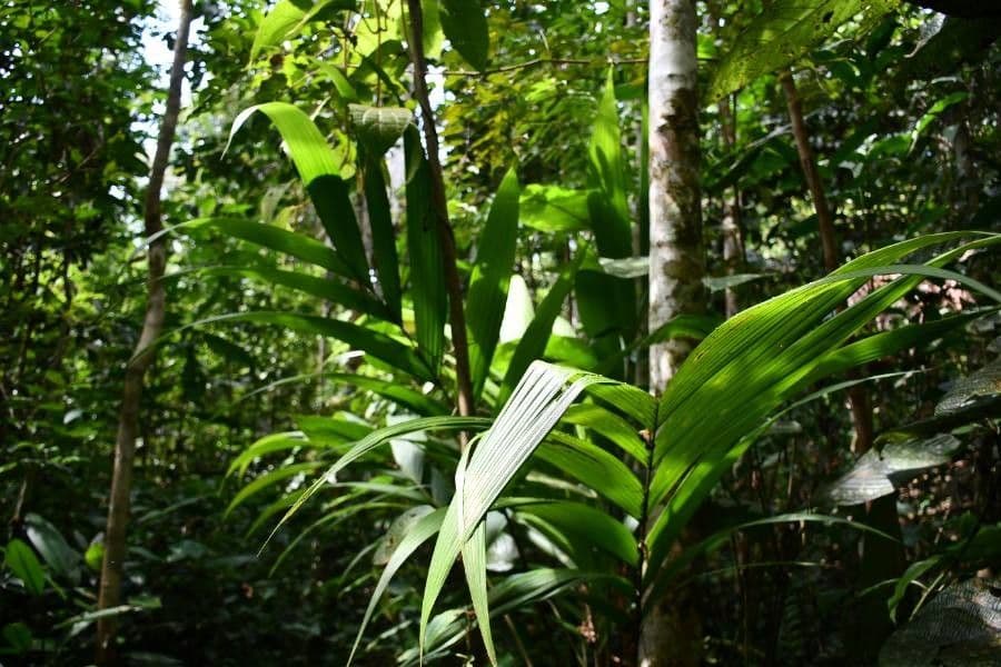 Ubim-Palme 8