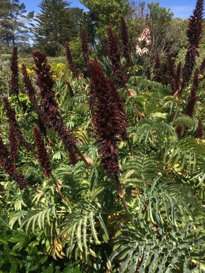 Melianthus maggiore 6