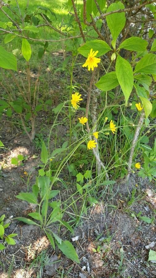 Lachenals Habichtskraut 5