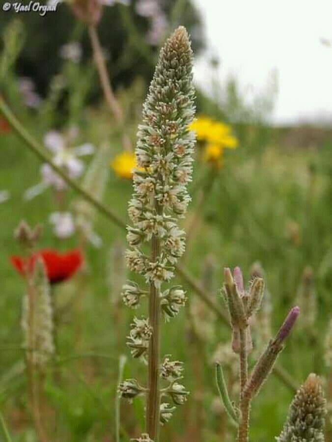 Reseda