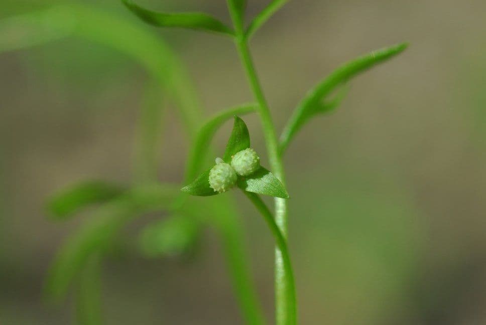 Floerkea proserpinacoides 15
