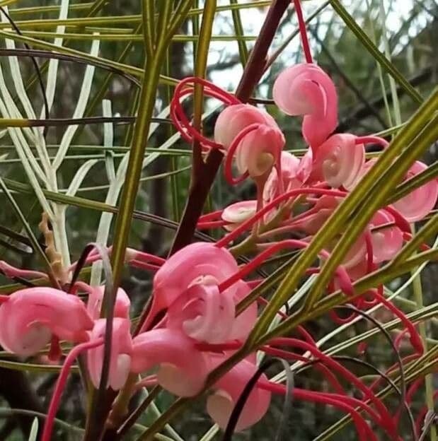 Grevillea Johnsonova 3