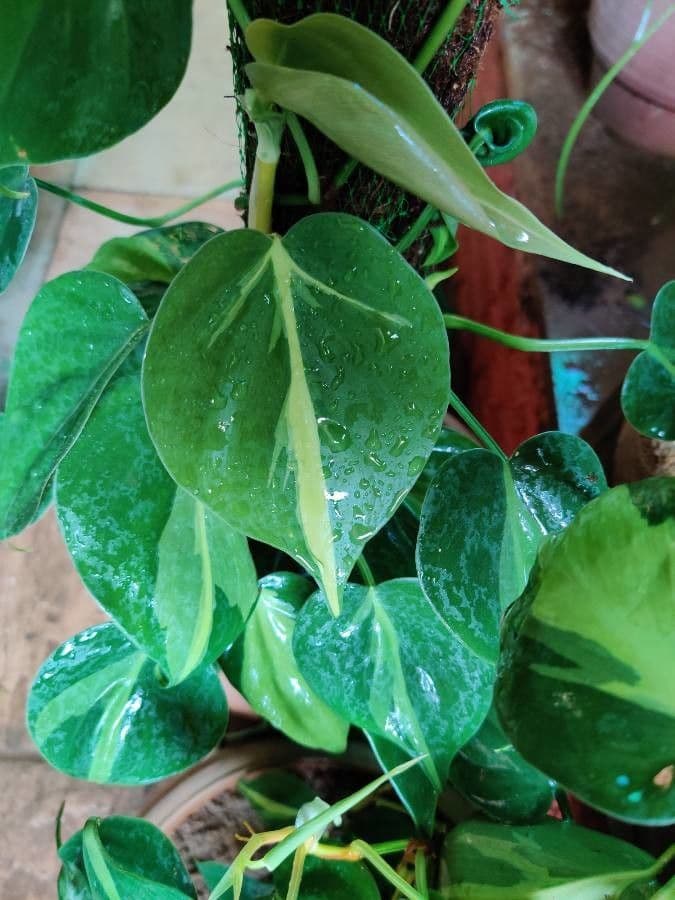 Philodendron cordiforme 8