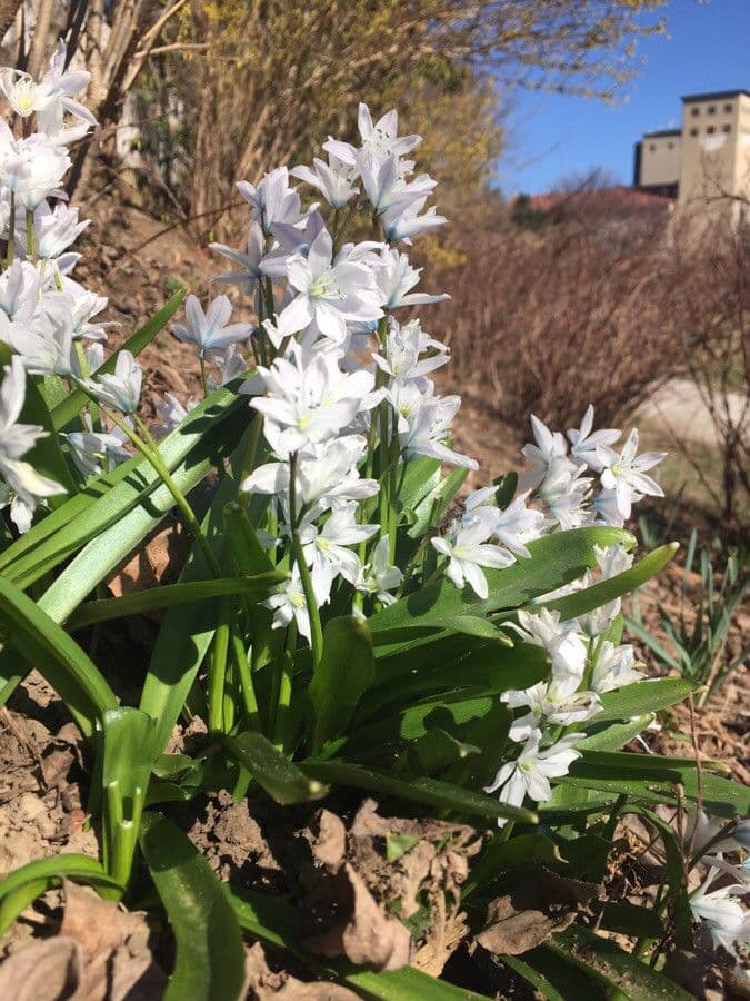 Dolden-Milchstern 30