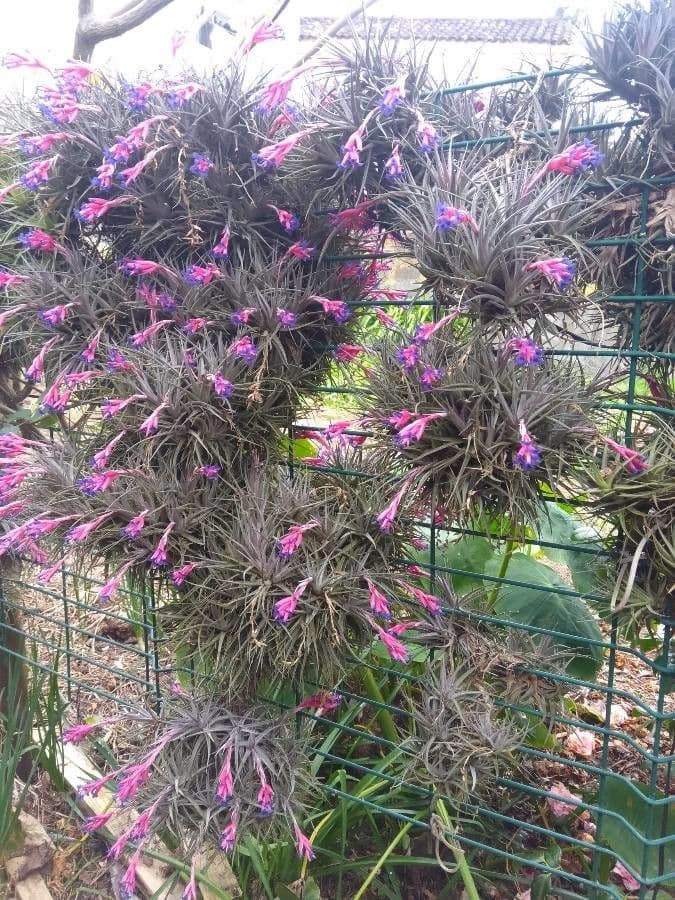 Tillandsia 8