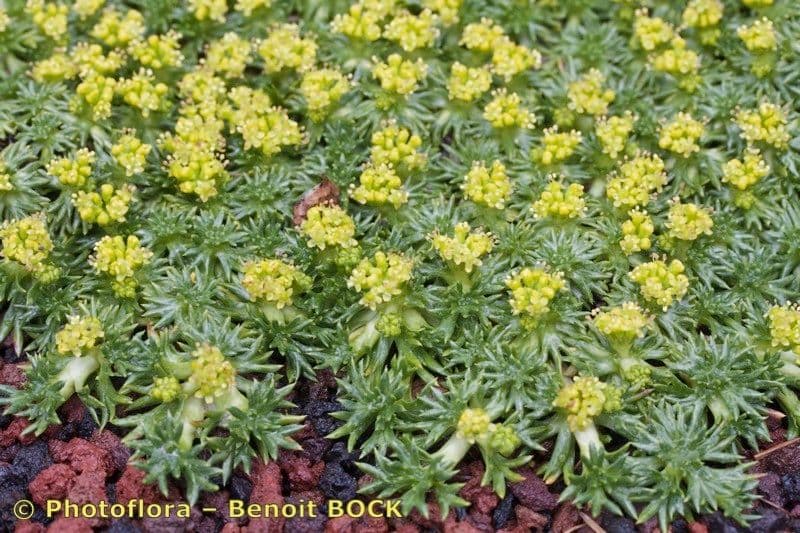 Azorella 8
