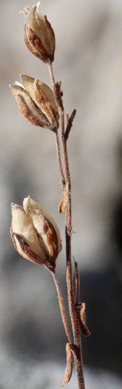 Rock speedwell 2