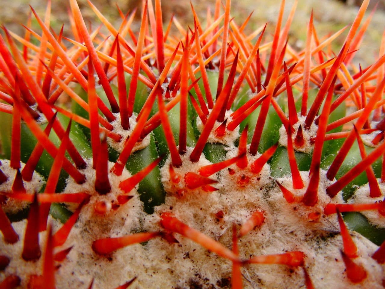 Melocactus 11