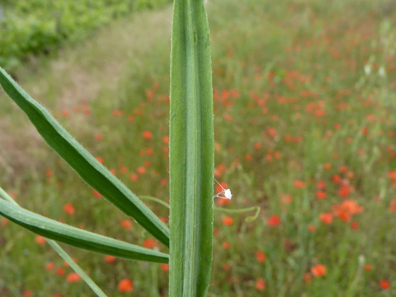 Cicerchia pelosa 17