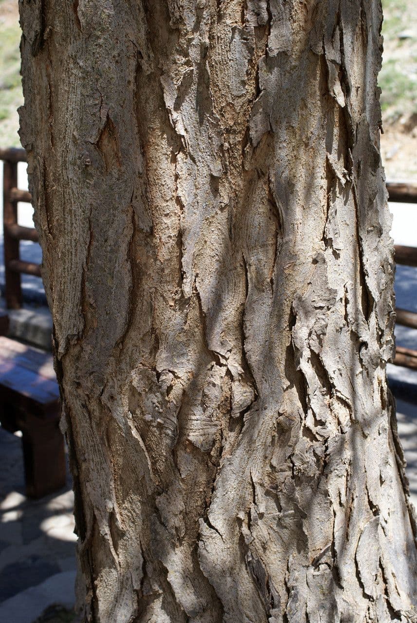 Zelkova cretese 14