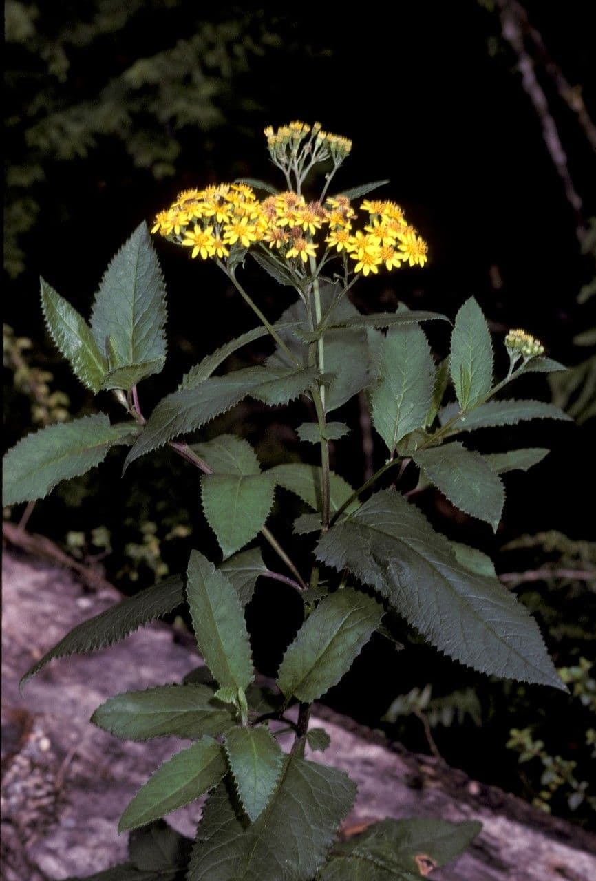 Senecio 2