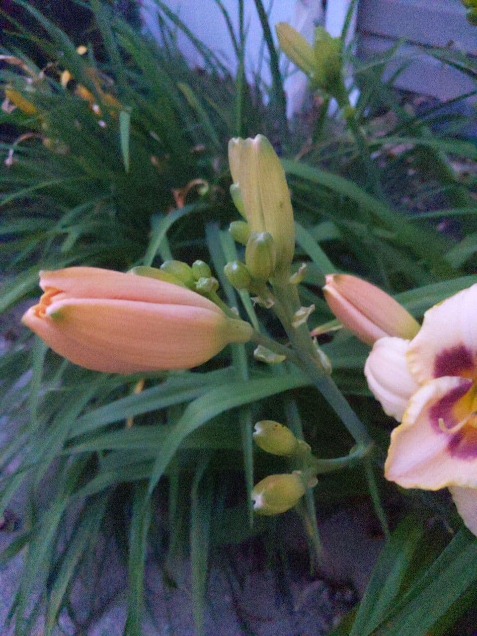 Emerocallide fulva 11