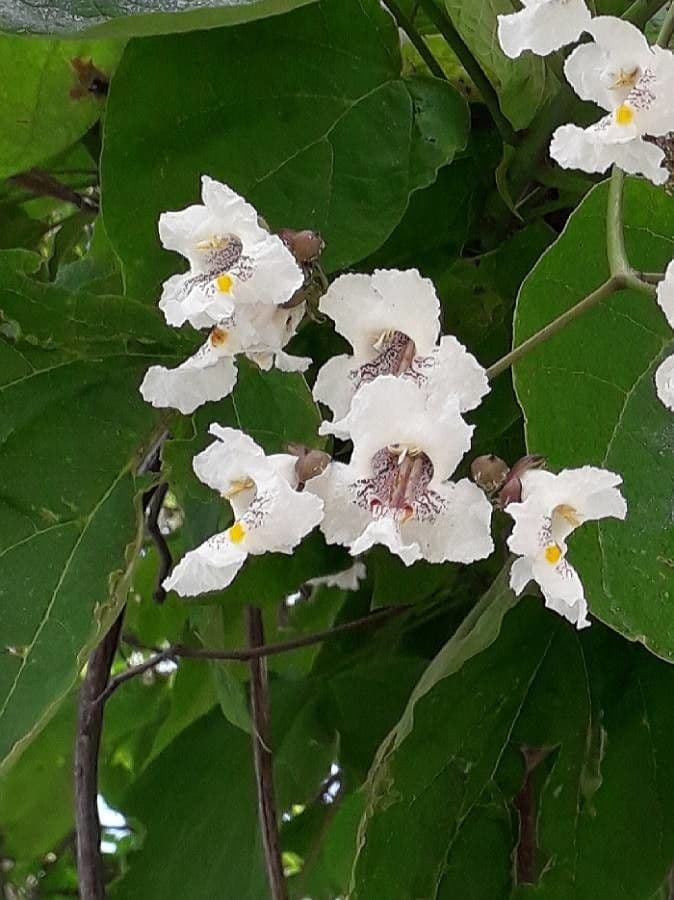 Catalpa comune 7